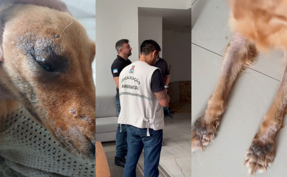 Cachorro em situação de maus-tratos é resgatado em apartamento de Vila Velha