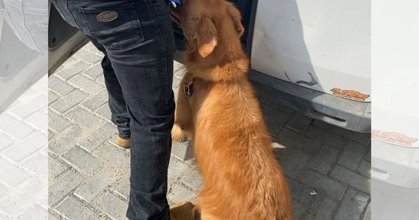 Golden Retriever resgatado em situação de maus-tratos em Vila Velha