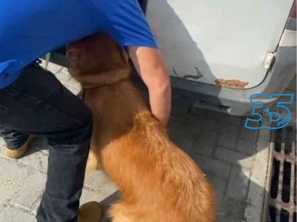 Polícia resgata Golden Retriever em maus-tratos em Vila Velha