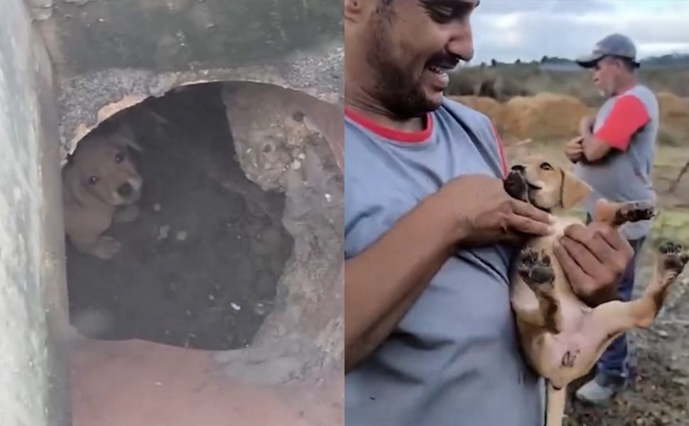 Cadela resgatada após seis dias em bueiro em Cariacica