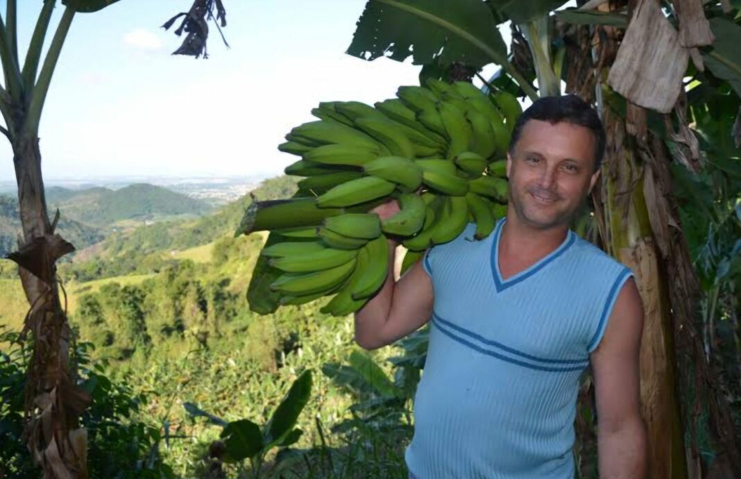 Cariacica investe em estradas para escoar produção agrícola da banana orgânica