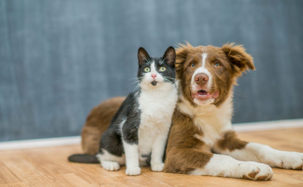 Evento para adoção de cães e gatos em Cariacica
