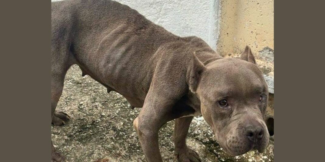 Homem é preso por maus-tratos a animal resgatado em estado crítico