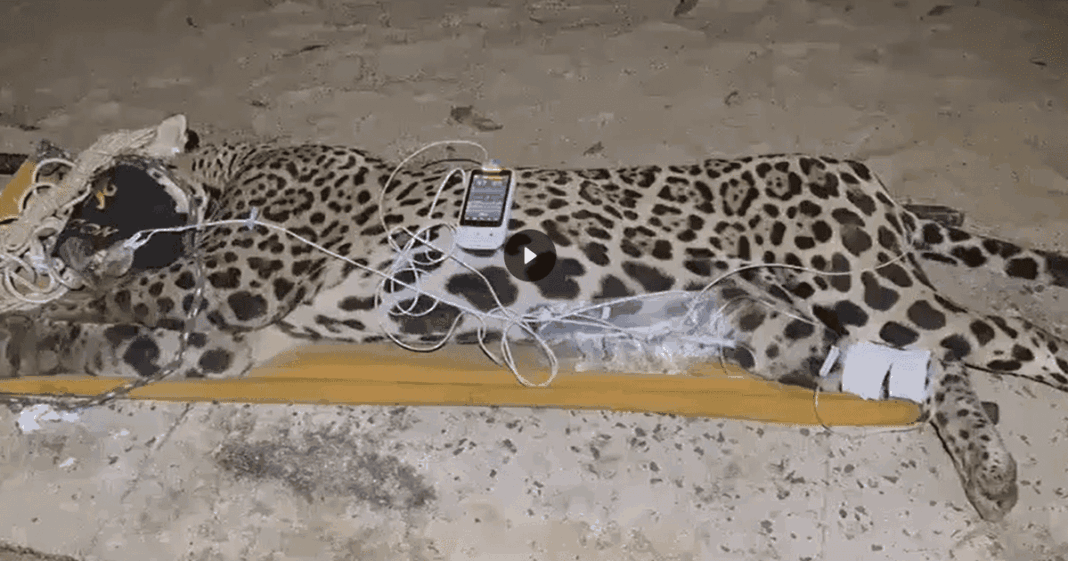 Onça-pintada responsável por morte de caseiro é capturada