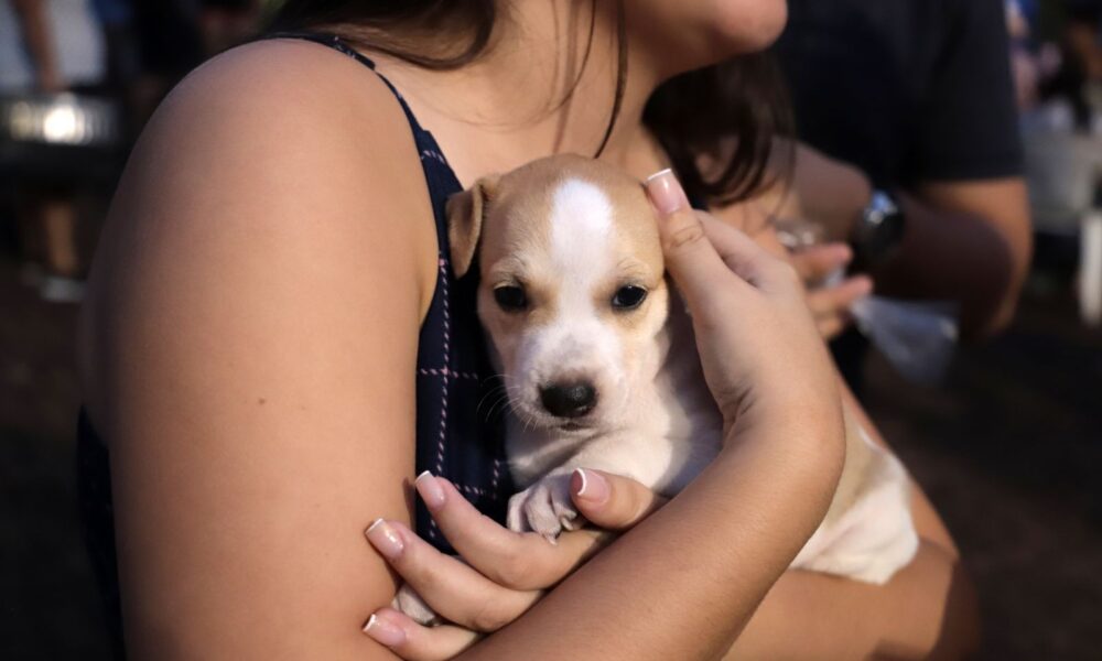 Feira de adoção de cães e gatos acontece no shopping