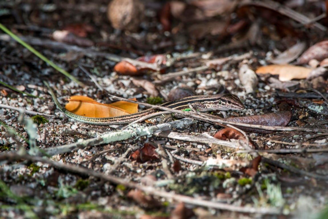 Lagartinho-de-Linhares (Ameivula nativo) camuflado entre folhas secas na restinga