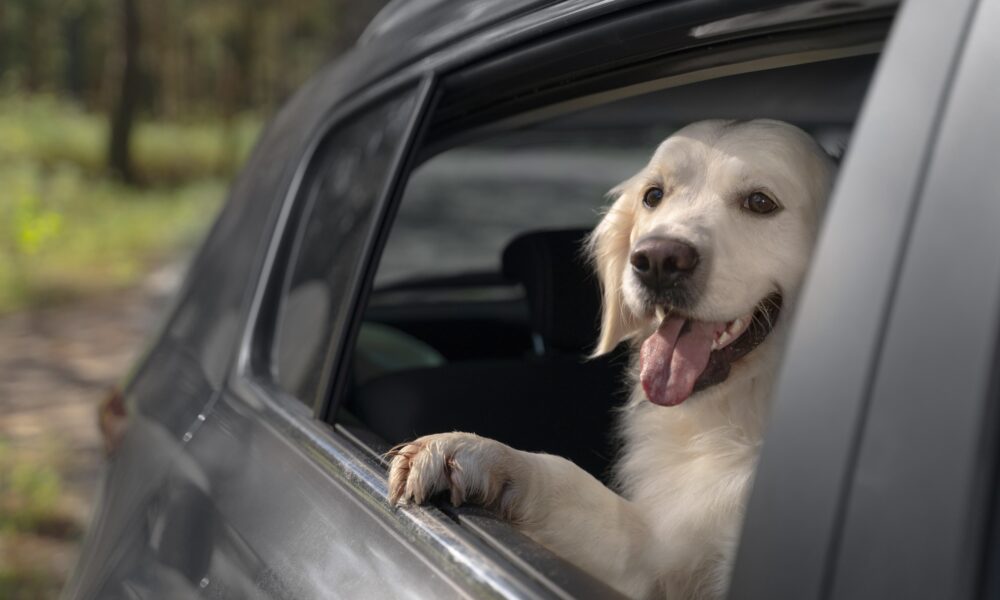 Feira terá adoção de pets e vacinação de cães e gatos