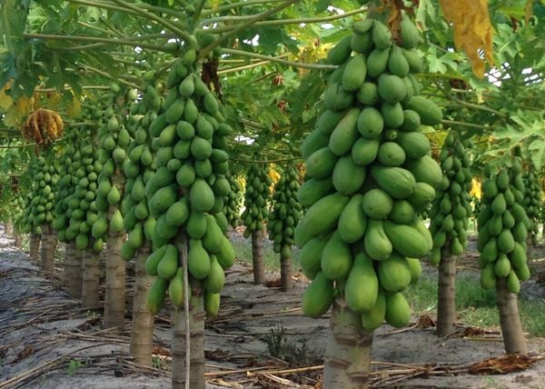 Sicoob vai destinar R$ 4 bi para o agro do Espírito Santo