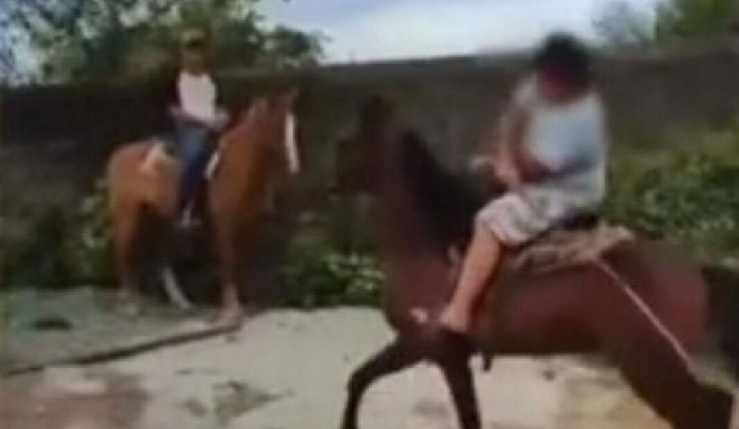 Idoso é filmado agredindo cavalo em cariacica