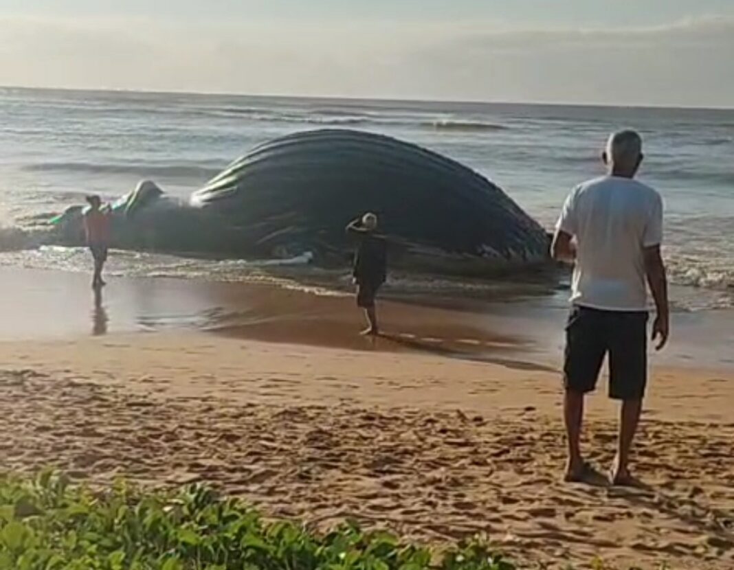 Baleia-jubarte é encontrada morta em praia popular do município da Serra